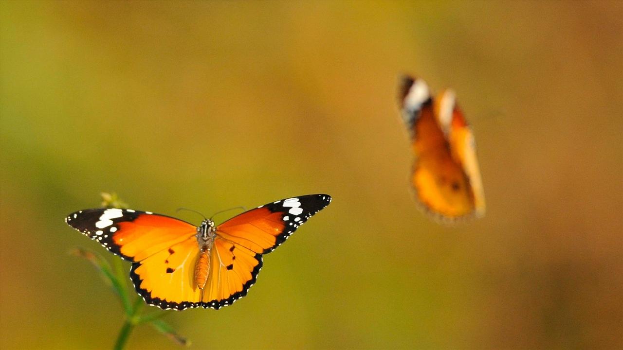 Hình ảnh bươm bướm bbay hình ảnh tổng hợp đẹp nhất