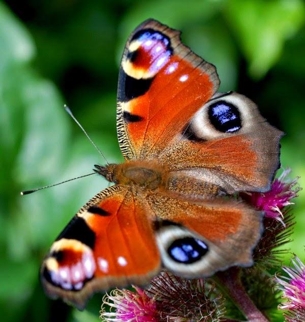Hình ảnh con bướm ở Đà Lạt