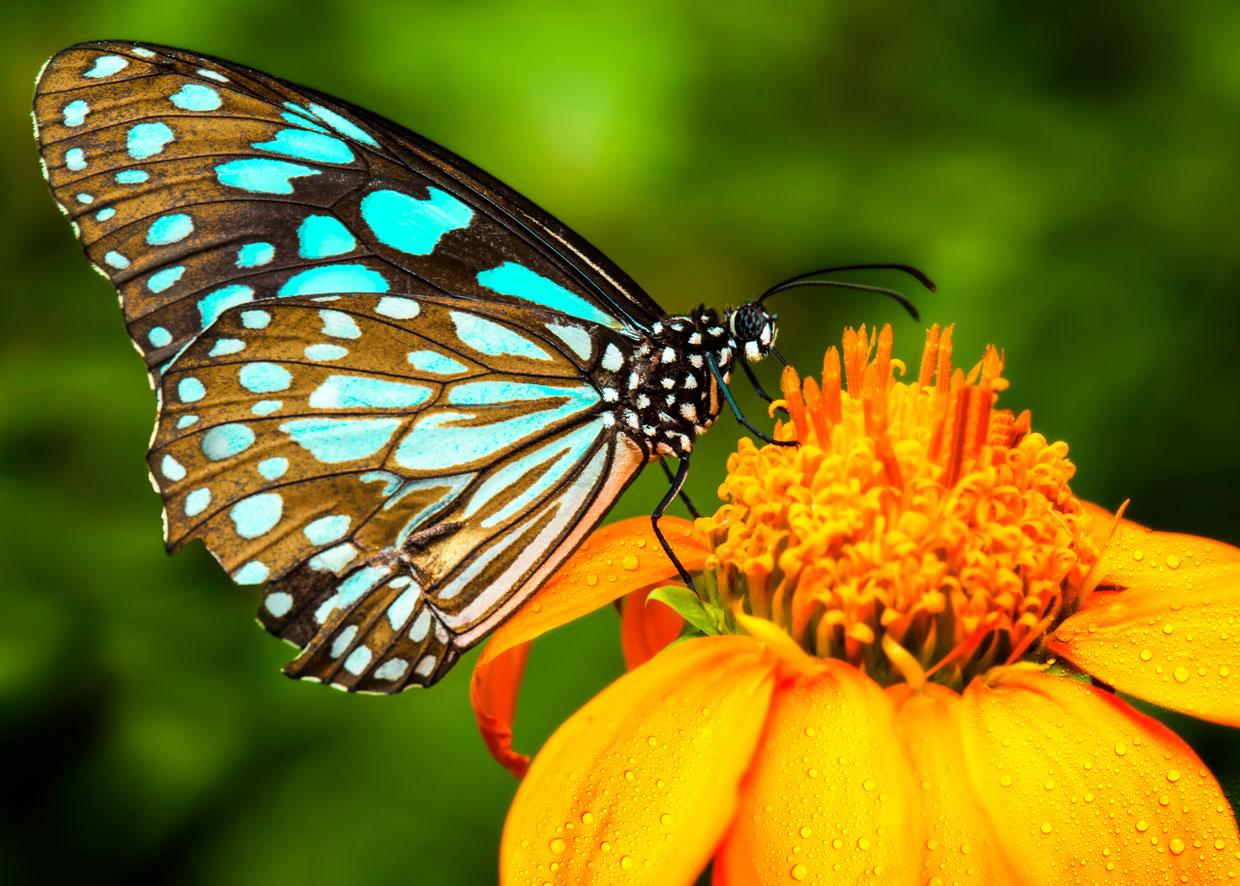 Hình ảnh hình nền con bươm bướm đẹp dễ thương