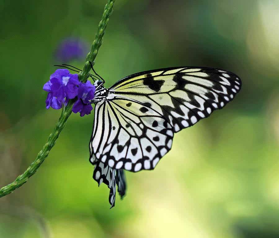 Chiêm ngưỡng hình ảnh bướm xinh bay ngập trời