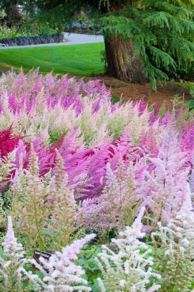 Hoa Hạnh Phúc (Astilbe) mang vẻ đẹp hoang sơ mà bền bỉ