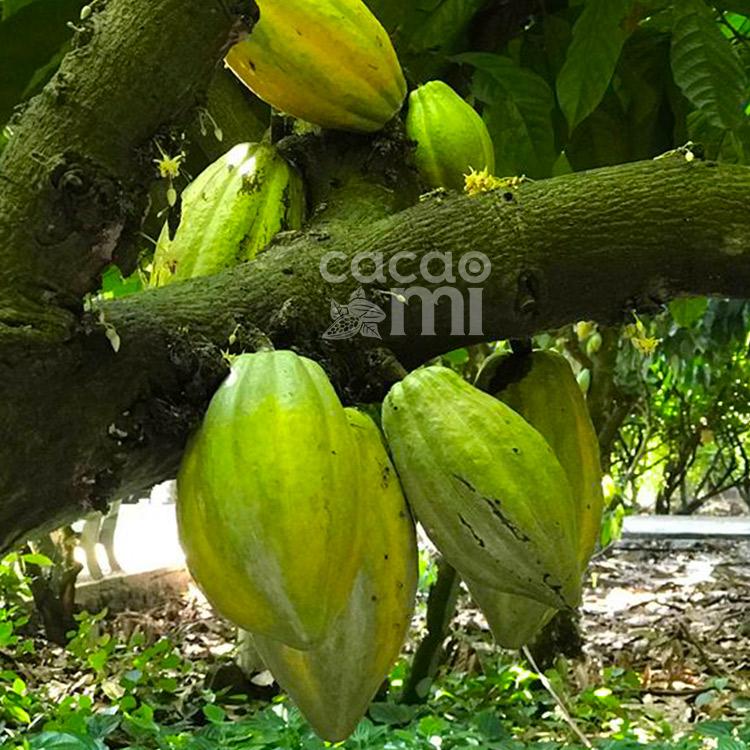 [Cây Cacao] Lịch sử, nguồn gốc, đặc điểm sinh thái Cây Cacao