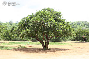 Cây cần thăng