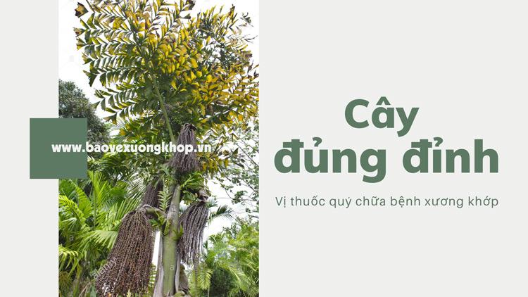 Cây Đủng đỉnh – Vị thuốc quý trong điều trị bệnh xương khớp