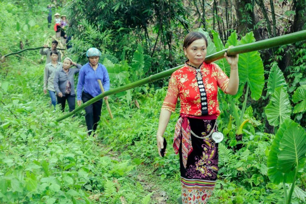 Câu chuyện về cây Lùng, “ngân hàng tại nhà” của Việt Nam