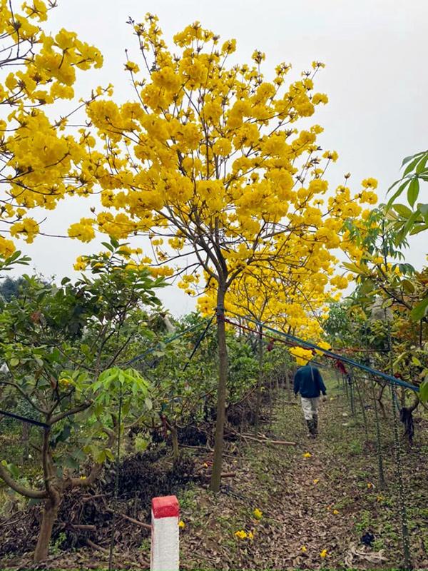 Cuồng hoa phong linh, dân Hà thành rủ nhau mua trồng, giá 5 triệu/cây