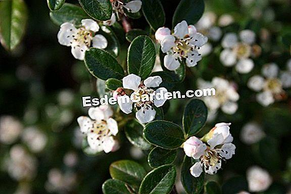 Cotoneaster