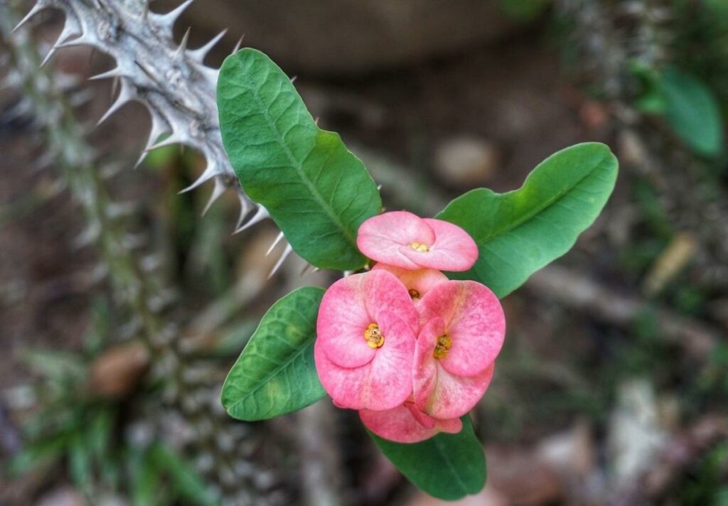 Vương miện gai (Euphorbia milii)