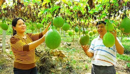 Kỹ thuật trồng và chăm sóc Gấc cao sản