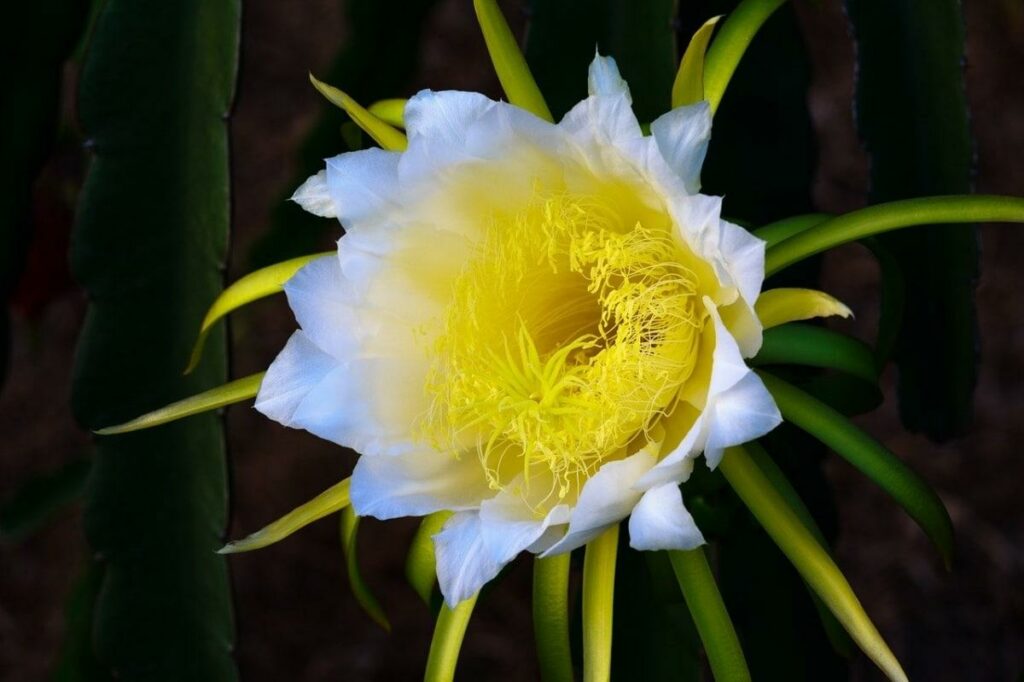 Hylocereus