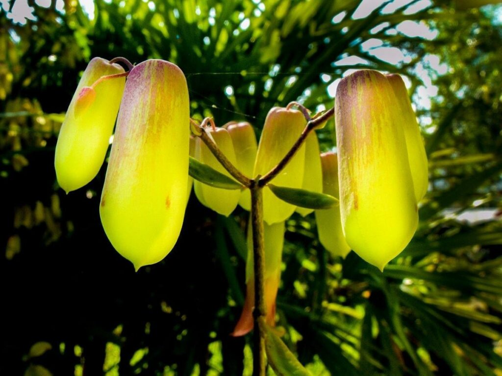 Kalanchoe pinnata