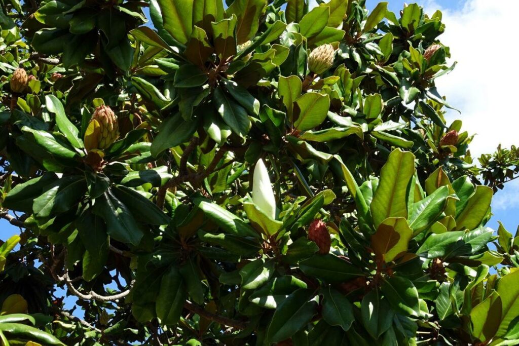 Mộc lan (Magnolia grandiflora)