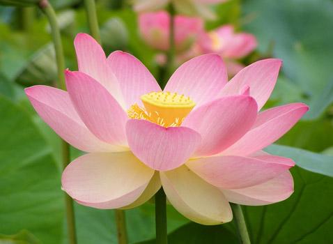 Nelumbo Nucifera Flower Extract là gì và công dụng thế nào?