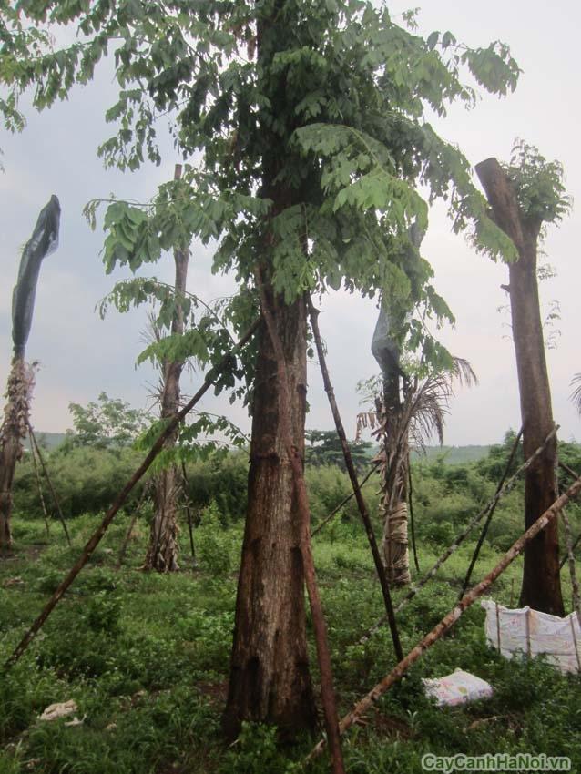 Cây Giáng Hương