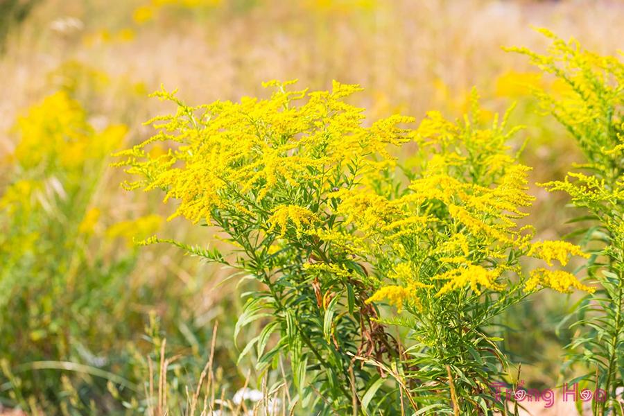 Hoa cúc hoàng anh (Goldenrod) – Solidago Virgaurea