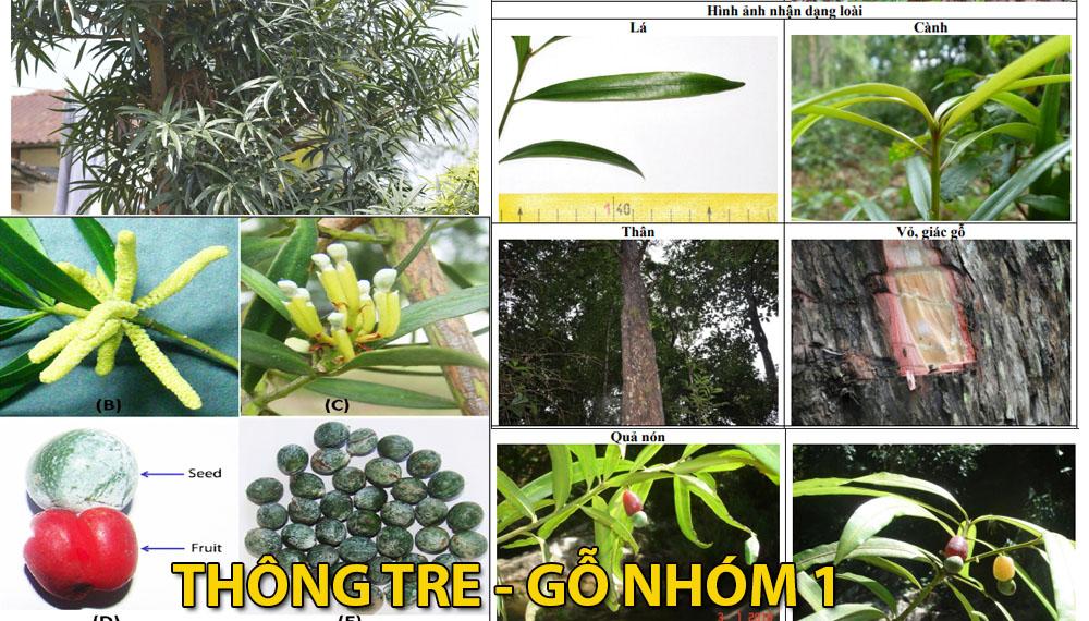 Gỗ Thông tre – Gỗ nhóm 1 – Đặc tính, nhận biết, giá bán