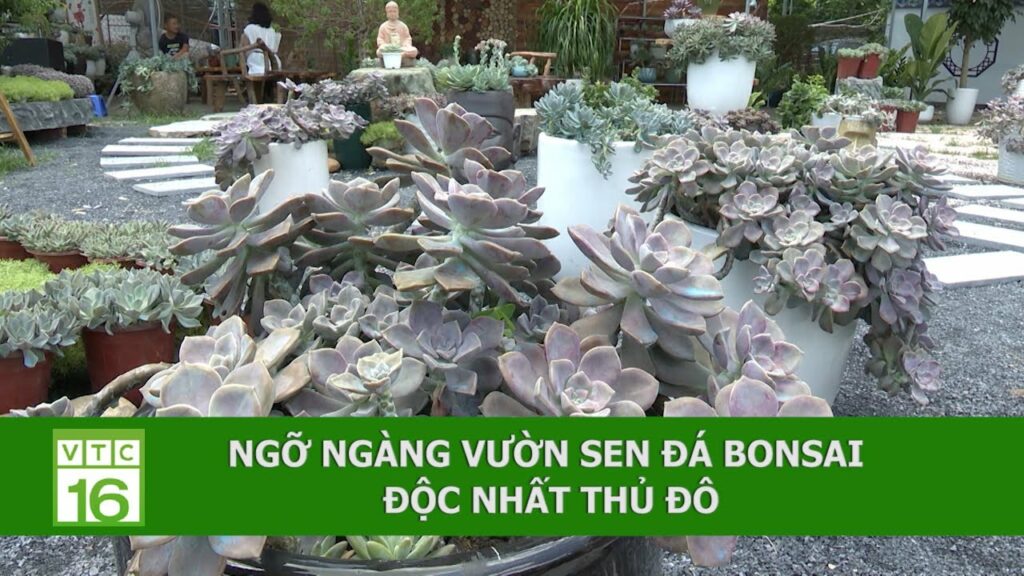 Sen đá Hà Nội - Những địa chỉ tuyệt vời để mua và chăm sóc sen đá